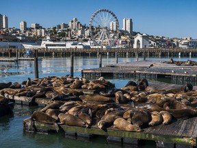 San Francisco and Sonoma Country: Urban vibes and rugged coastlines