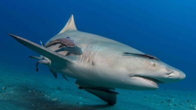 Shark Bites Florida Man Leaving Him in Critical Condition with ‘Severe’ Injuries to His Arm