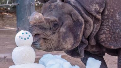 Arizona Zoo Animals Celebrate ‘Summer Snow Day’ with 10 Tons of Ice amid 109-Degree Heat