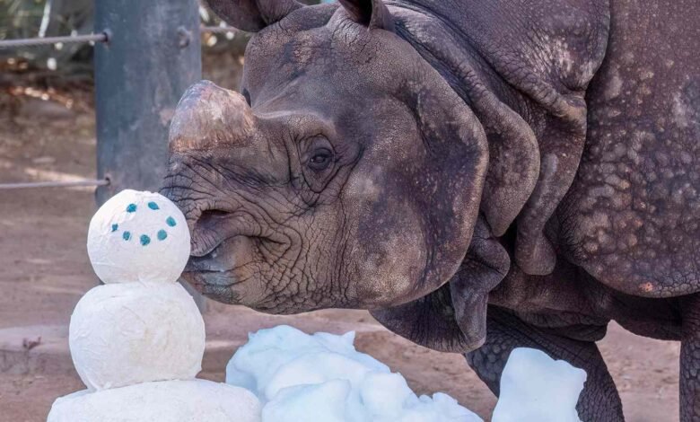 Arizona Zoo Animals Celebrate ‘Summer Snow Day’ with 10 Tons of Ice amid 109-Degree Heat