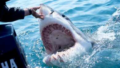 Everything to know about Shark Week 2024 — including how to watch