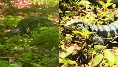 Roaming ‘Alligator’ Who Sparked Fears in Washington State Turns Out to Be a Large Pet Lizard