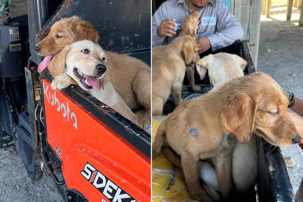 6 Golden Retriever Puppies Abandoned on Texas Beach Find Homes in Less Than 4 Hours