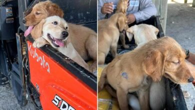 6 Golden Retriever Puppies Abandoned on Texas Beach Find Homes in Less Than 4 Hours