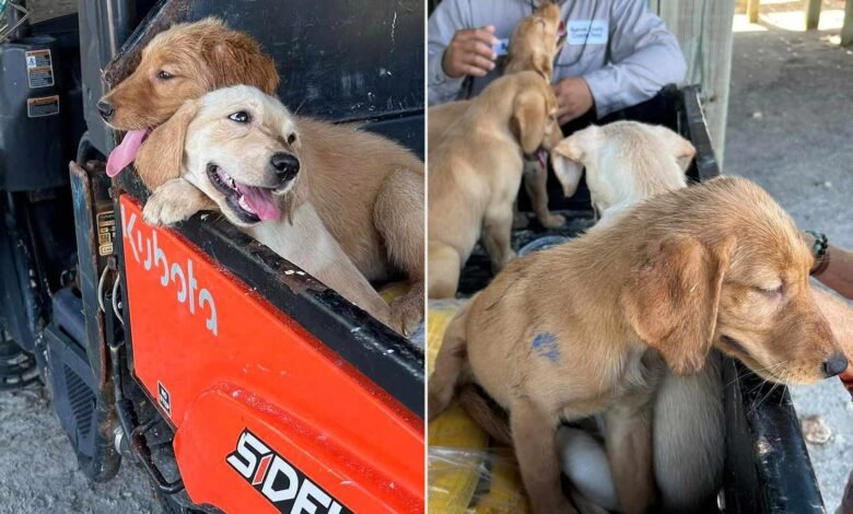 6 Golden Retriever Puppies Abandoned on Texas Beach Find Homes in Less Than 4 Hours