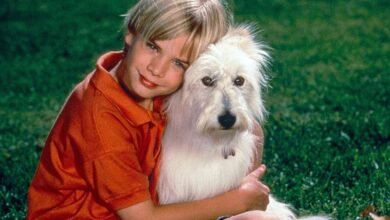 David Gallagher Says ‘7th Heaven’ Episode Where Dog Happy Gets Hit by Car ‘Was Really Heavy for Me’