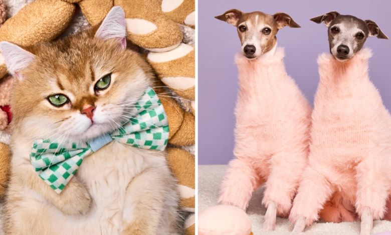 Get Ready, Pet Parents: Target’s Cuddle Collab Is About to Be Your New Obsession