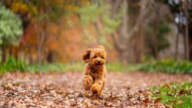 How to Raise a Well-Behaved Poodle? Training Tips for New Owners – Chart Attack