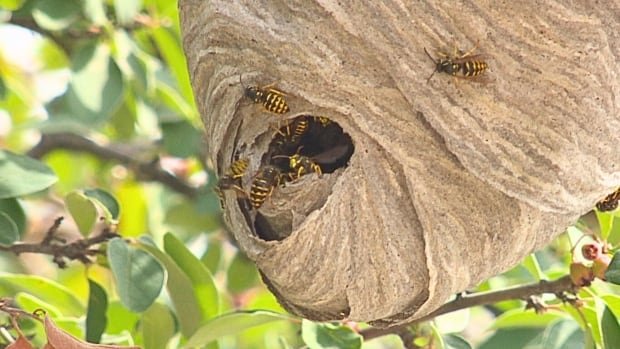 Spiking wasp numbers put a sting in late summer