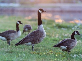 YOU SAID IT: What kind of geese?