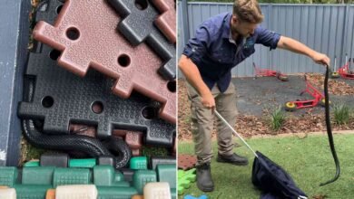 Professional Catches Venomous Snake Found at a ‘Busy’ Child Care Center with His Bare Hands