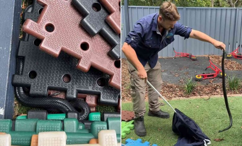 Professional Catches Venomous Snake Found at a ‘Busy’ Child Care Center with His Bare Hands