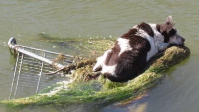 Senior Dog Found Stranded in Canal with Almost ‘No Chance of Survival’ Recovers and Gets the ‘Best Life’