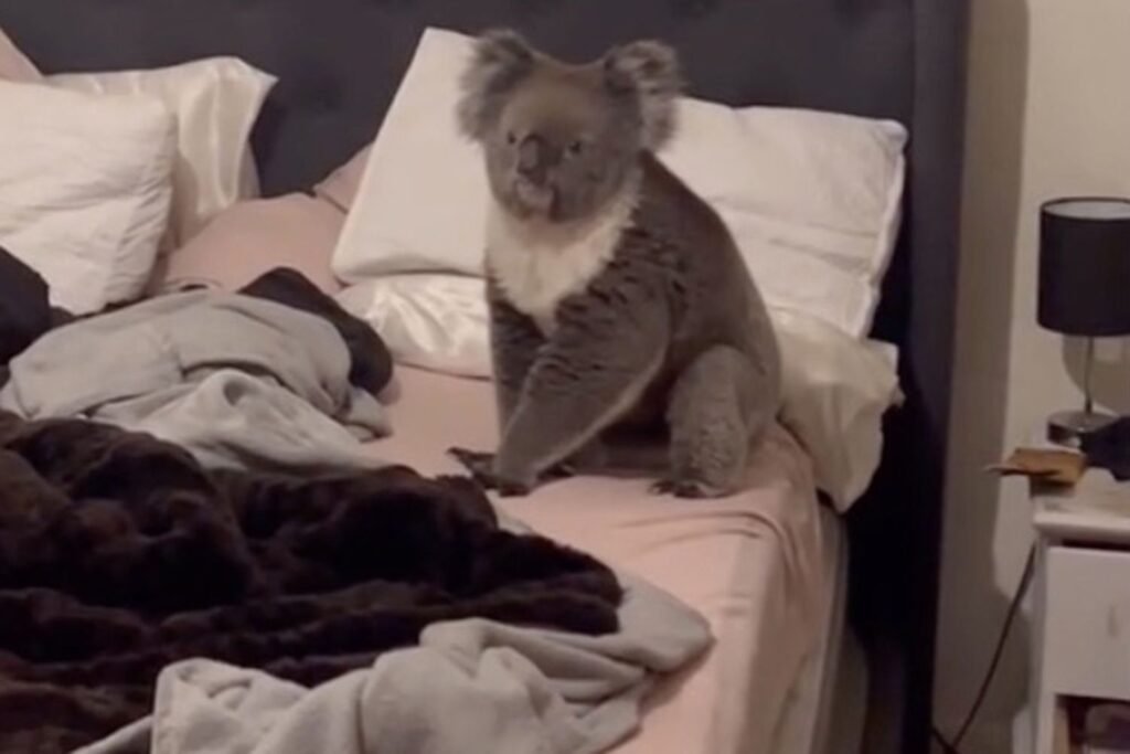 Australian Couple ‘Scared, Happy and Excited’ to Find Cute Koala Sitting in Their Bedroom