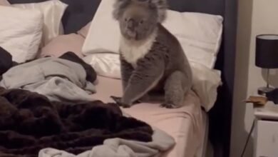 Australian Couple ‘Scared, Happy and Excited’ to Find Cute Koala Sitting in Their Bedroom