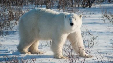 Husband Who ‘Leapt’ onto Polar Bear to Protect Wife from Being Mauled During Attack Sustains ‘Serious Injuries’